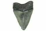 Serrated, Juvenile Megalodon Tooth - North Carolina #338514-1